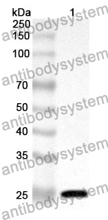 Anti-PTPRM Polyclonal Antibody