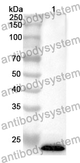 Anti-LAP3 Polyclonal Antibody