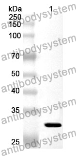 Anti-CD34 Polyclonal Antibody