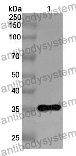 Anti-CD1c Polyclonal Antibody