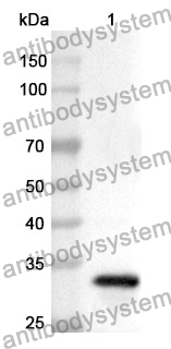 Anti-SHC1 Polyclonal Antibody