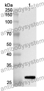 Anti-MPG Polyclonal Antibody