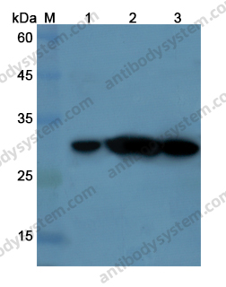 Anti-CASP1/Caspase-1 Polyclonal Antibody