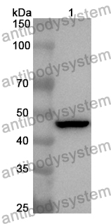 Anti-NOS3 Polyclonal Antibody