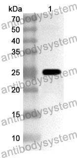 Anti-NOS1 Polyclonal Antibody