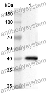 Anti-PML Polyclonal Antibody