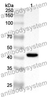 Anti-OAS2 Polyclonal Antibody