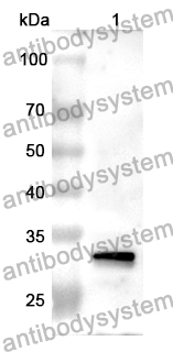 Anti-Human MARCKS Polyclonal Antibody