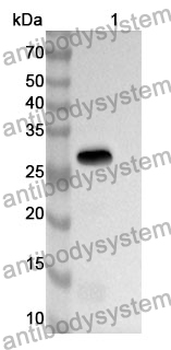 Anti-Human PRDX6 Polyclonal Antibody