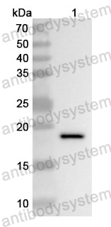 Anti-PRDX5 Polyclonal Antibody