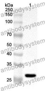 Anti-PRDX3 Polyclonal Antibody