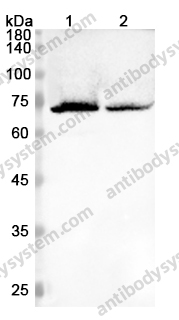 Anti-CD6 Polyclonal Antibody