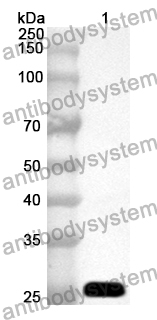 Anti-CDC27 Polyclonal Antibody