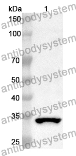 Anti-Human WEE1 Polyclonal Antibody