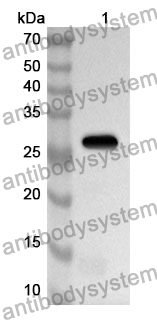 Anti-Human CDC25C Polyclonal Antibody