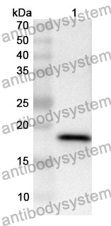 Anti-PPIF Polyclonal Antibody