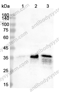 Anti-HMOX2 Polyclonal Antibody