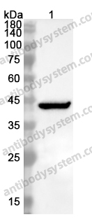 Anti-SERPINB1 Polyclonal Antibody