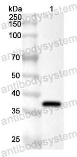 Anti-Human MAPK4 Polyclonal Antibody