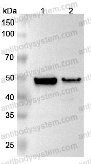 Anti-MAT2A Polyclonal Antibody