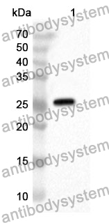 Anti-FGF9 Polyclonal Antibody