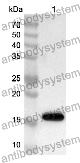 Anti-SDC4 Polyclonal Antibody