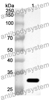 Anti-FMO3 Polyclonal Antibody