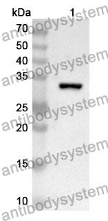 Anti-SFN Polyclonal Antibody