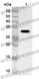 Anti-CD66b/CEACAM8 Polyclonal Antibody