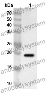 Anti-PRDX2 Polyclonal Antibody