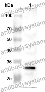 Anti-CD197/CCR7 Polyclonal Antibody