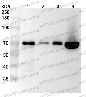 Anti-Human GBP1 Polyclonal Antibody