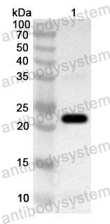 Anti-Human ELF1 Polyclonal Antibody