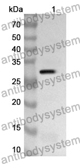 Anti-CD144/CDH5 Polyclonal Antibody