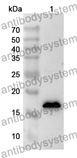 Anti-Human DUT Polyclonal Antibody