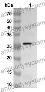 Anti-CD80 Polyclonal Antibody