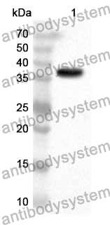 Anti-Human MCM7 Polyclonal Antibody