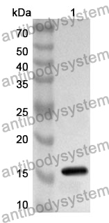 Anti-NTF4 Polyclonal Antibody