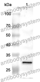 Anti-CD362/SDC2 Polyclonal Antibody