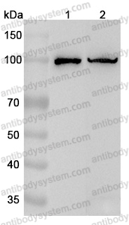 Anti-Human CD68 Polyclonal Antibody