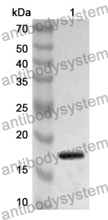 Anti-BMP8B Polyclonal Antibody