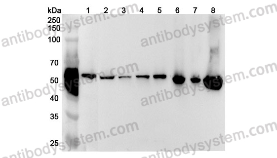 Anti-Human SHMT1 Polyclonal Antibody