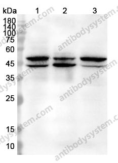 Anti-MPI Polyclonal Antibody