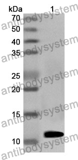 Anti-BTC Polyclonal Antibody