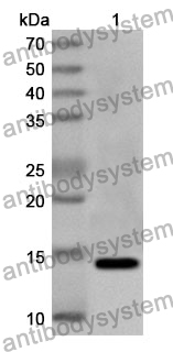 Anti-IL13 Polyclonal Antibody