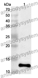 Anti-PHB Polyclonal Antibody