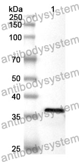 Anti-RDX Polyclonal Antibody