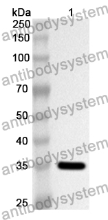 Anti-Human IDUA Polyclonal Antibody