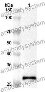 Anti-MYH9 Polyclonal Antibody