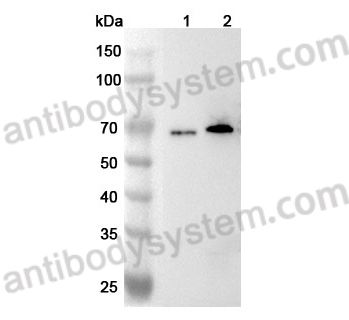 Anti-FUS Polyclonal Antibody